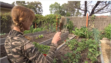 Vegetable garden maintenance and services in Adelaide